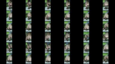 Abg Colmek Anal Dildo